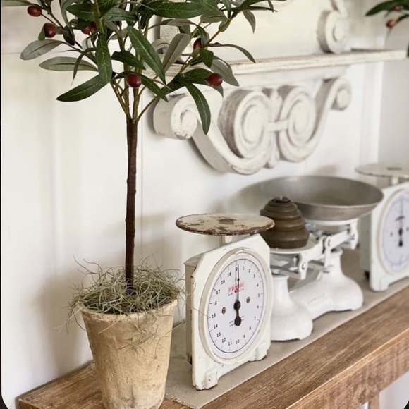 🌍5 lbs. real Air Plants OrganicReal  Live Spanish Moss Extra Long Rare C… - Picture 11 of 17